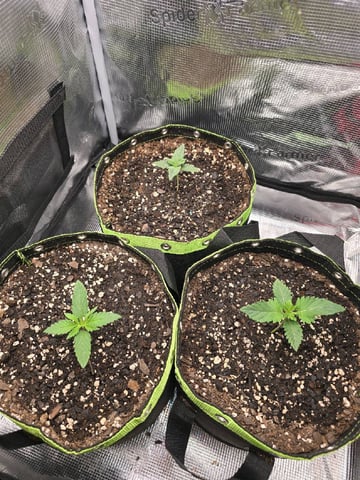  1 Blue Zushi x Venom & 1 Jack Here x Strawberry Cookies OG — vegetative, day 12