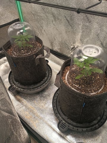 Otto weed  — vegetative, day 1