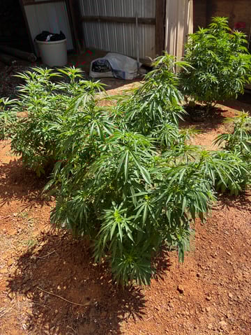 Outdoor Grow — vegetative, day 105