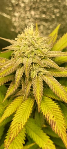 $chooners Grow — flower, day 25