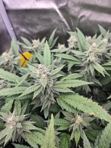 First Grow — flower, day 94