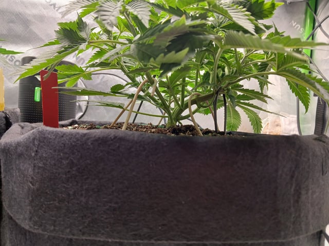 fruity pebbles, cap junky — vegetative, day 41