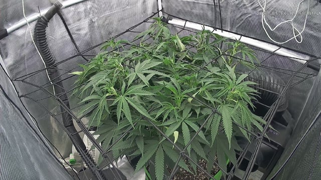 FastBuds Photo-Lemon Mandarin  — vegetative, day 86