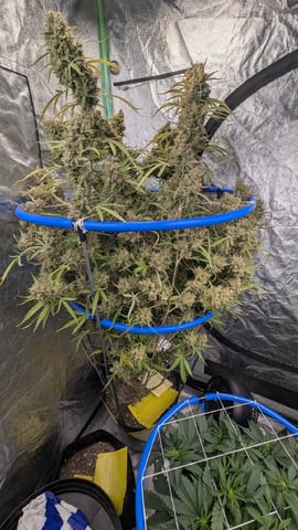 Mixed Grow — flower, day 130