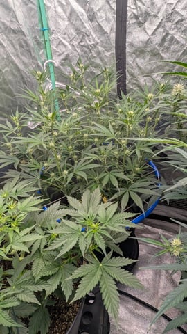 Mixed Grow — grow_setup, day 52