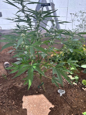 3 seeds  — flower, day 58