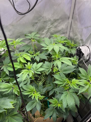grow 4 — vegetative, day 37