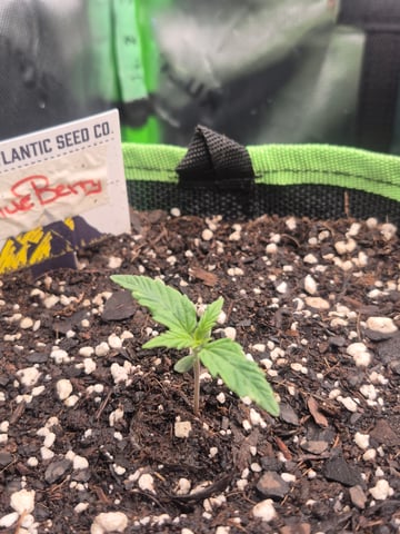 First "Auto" Grow — seedling_rooting, day 9
