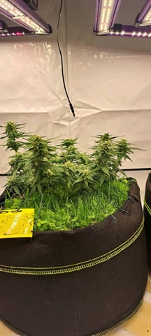 First Grow with the new setup  — auto, day 52