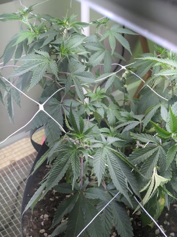 Audrey III — vegetative, day 84
