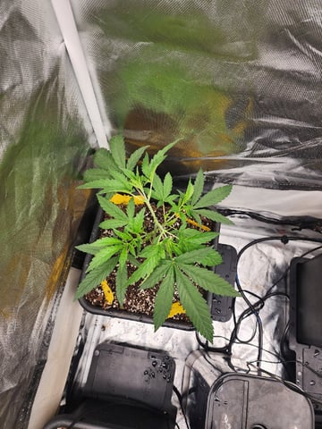 Hashburger And Lemon Deisel — harvest, day 3