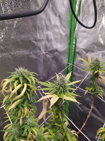 Pren seeds from brazil — flower, day 30