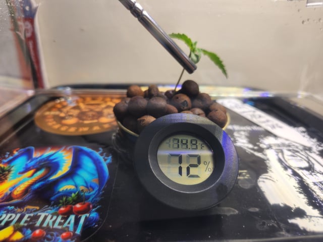 Hydro DWC  — grow_setup, day 2