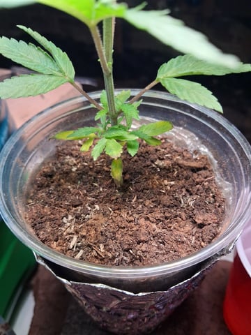 My First Grow — vegetative, day 48