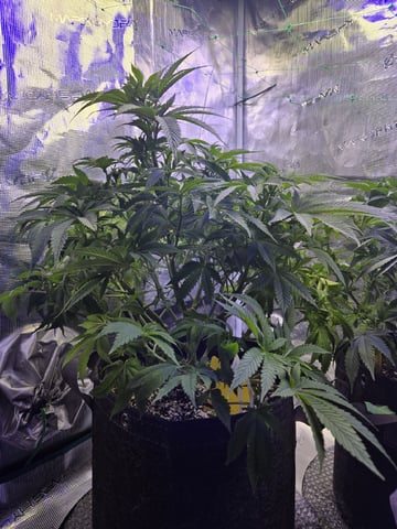 4 strains in 1 tent — vegetative, day 52