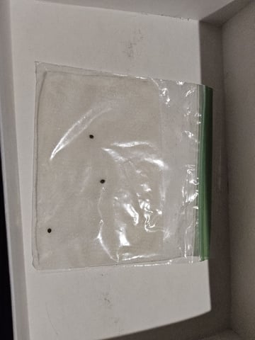 Purple Punch AUTO — germination, day 1