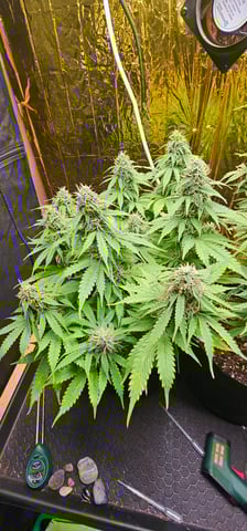 skywalker haze — grow_setup, day 72