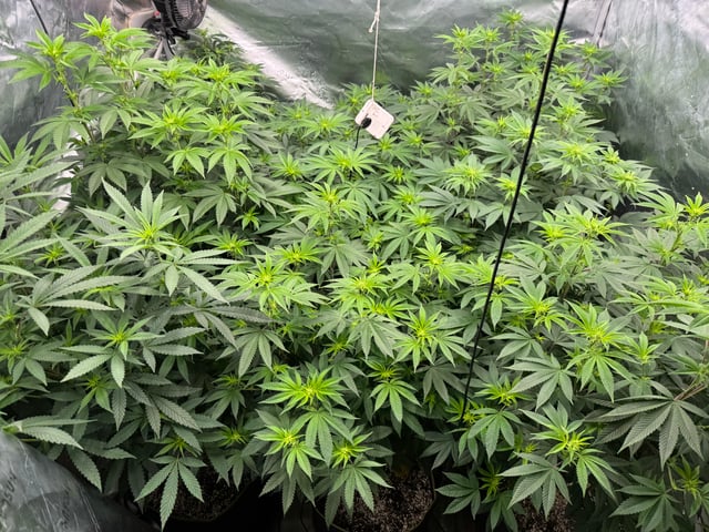 Hollywood Headband and LimeHeads  — flower, day 116