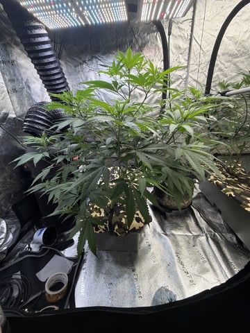 Humboldt, Hella Jelly. Jelly Donut  — flower, day 46
