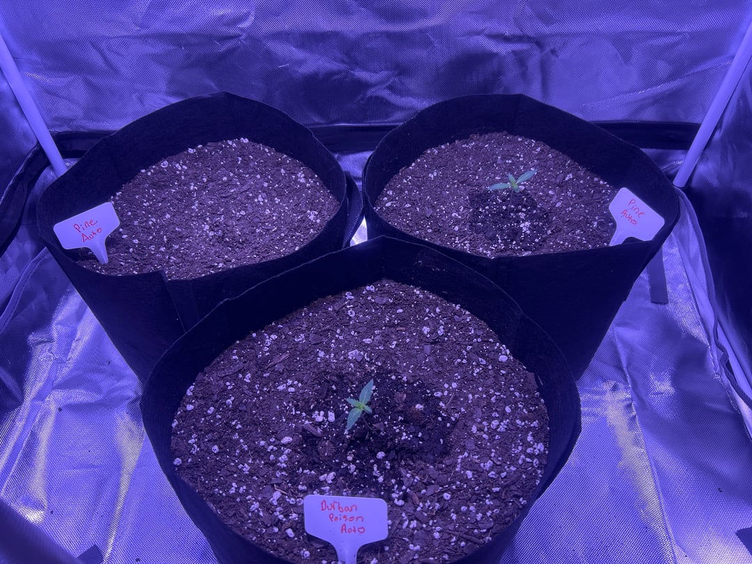 3 autos