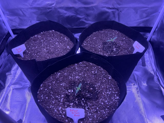 3 autos — grow_setup, day 1