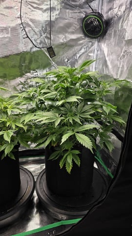 Sapphyre & Rockslide — flower, day 58