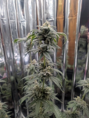 B E A utiful  — flower, day 134