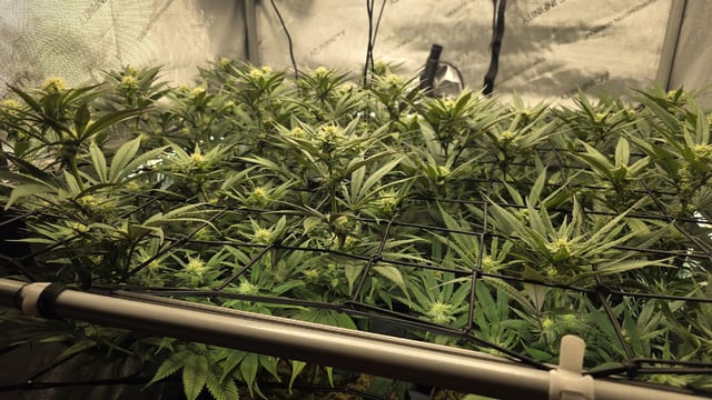 Strawberry Sugar  — flower, day 83