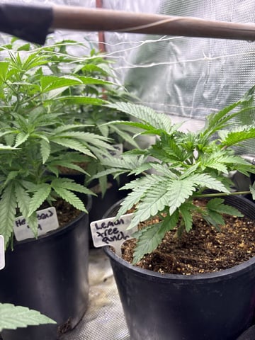 first grow in new 2x2 — vegetative, day 51