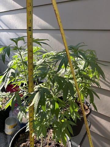 Larry Byrd — grow_setup, day 102