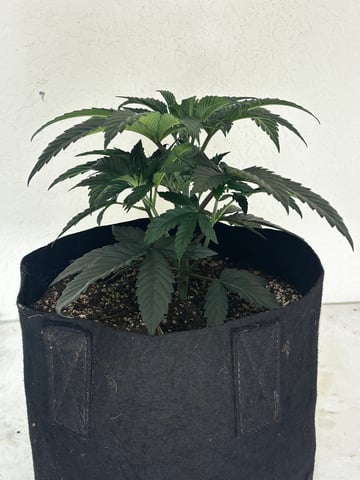 Pink Passion Fruit — vegetative, day 26