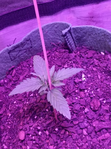 First autos  — vegetative, day 28