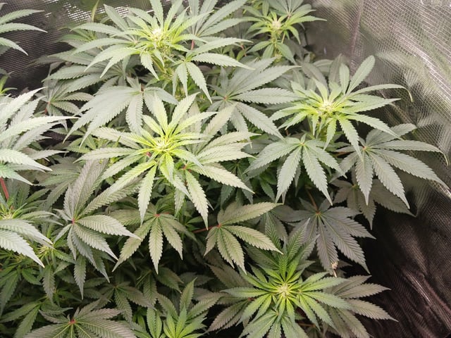 9lbhammer feminized  — flower, day 51