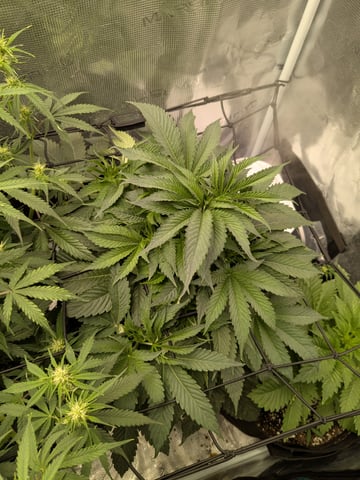 first grow — flower, day 37