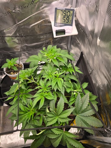 Northern lights #10 (Alaska) — vegetative, day 30