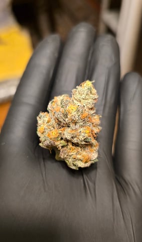 Grow 3 — harvest, day 70