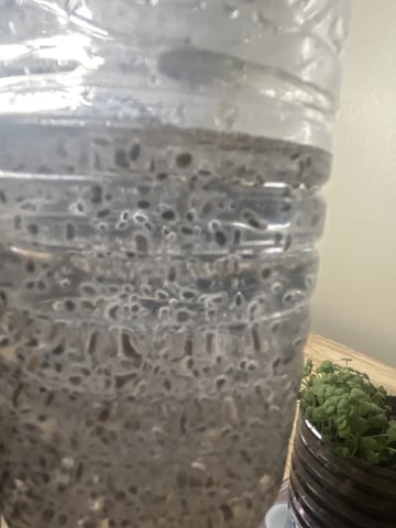 PeanutButter Cookies — grow_setup, day 5