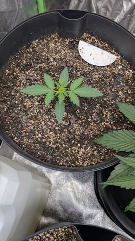 Mixed Grow — grow_setup, day 36