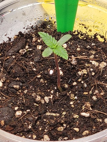 HE1E we GROW  — seedling_rooting, day 29