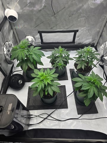 Homegrown - 🍒 🥧 & GSC Auto, 🚀 Seeds 🍌 Buttercups  — flower, day 30
