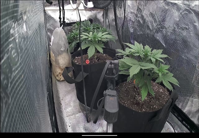 Moving On — vegetative, day 3