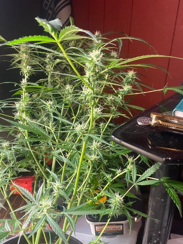 Banana  — harvest, day 69