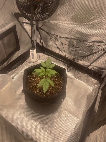 green crack — vegetative, day 14