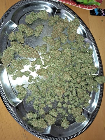 Pineapple Chunk/Runtz