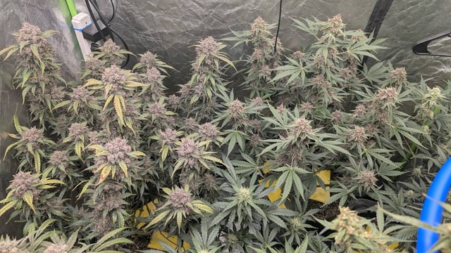 Mixed Grow — flower, day 92