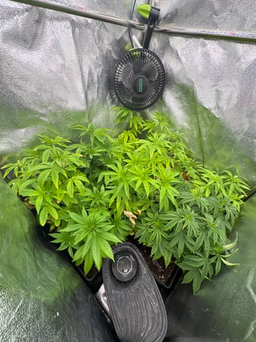 Mimosa x Orange Punch, Runtz Carlton, Gush Mints x Grape Cake Cream — vegetative, day 15