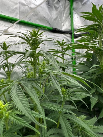 First grow — flower, day 51