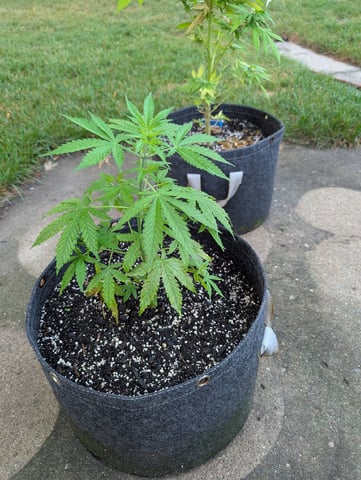 Gorilla Cookies Auto — vegetative, day 35
