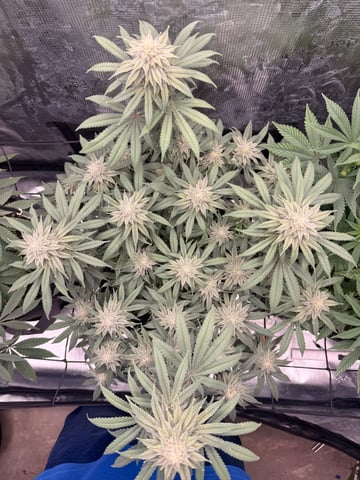 BloodMoon Gelato — flower, day 94