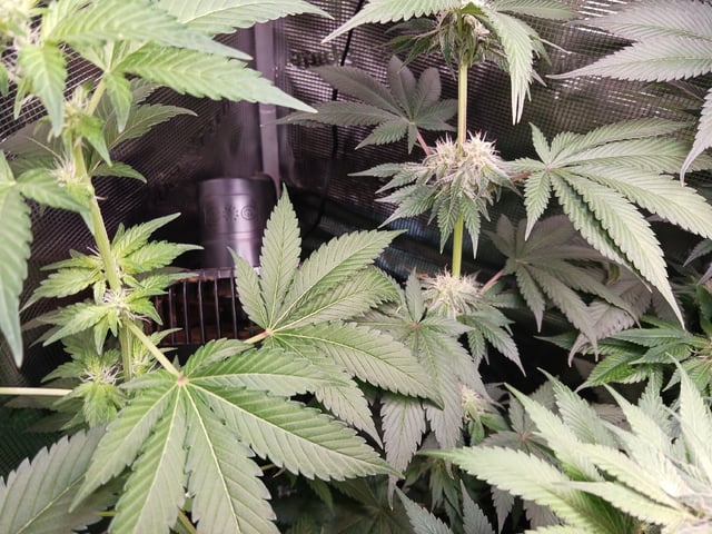 Gorilla Sherbert Feminized From Blimburn Seeds  — flower, day 67